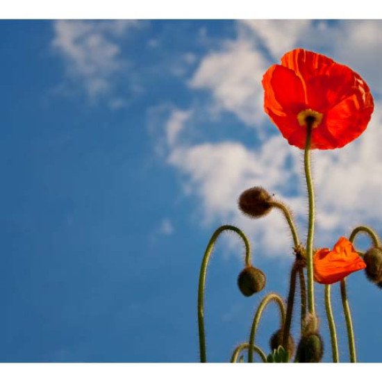 Fototapetas Aguonos 300x270 cm