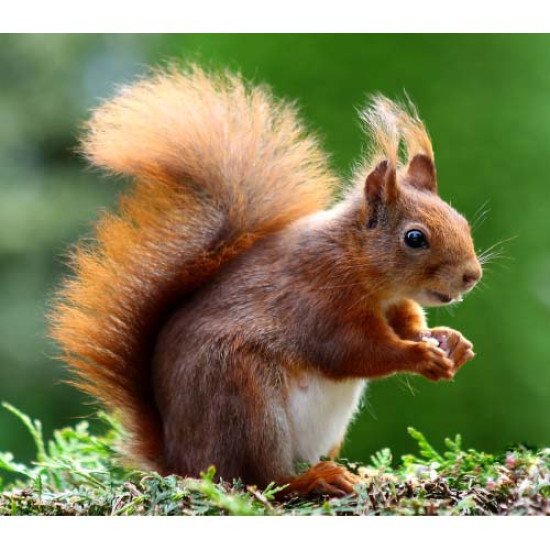 Fototapetas Voveraitė 300x270 cm