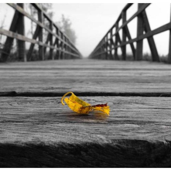 Fototapetas Lapas 280x270 cm