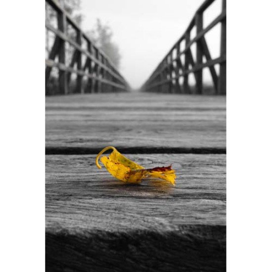 Fototapetas Lapas 180x270 cm