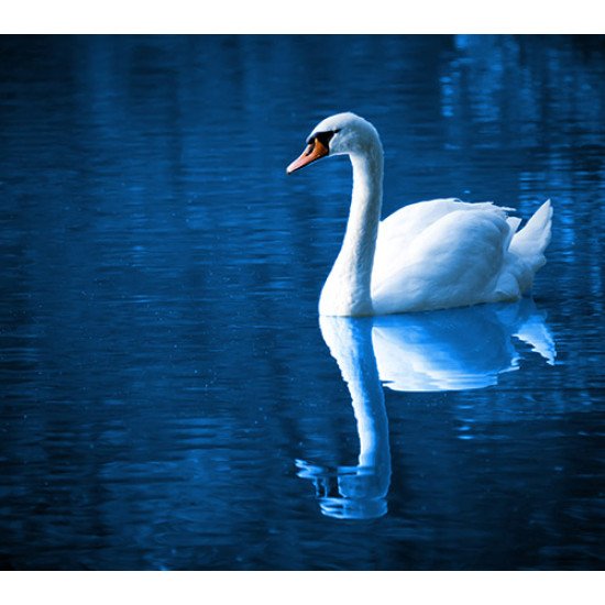 Fototapetas Gulbė ryte 300x270 cm