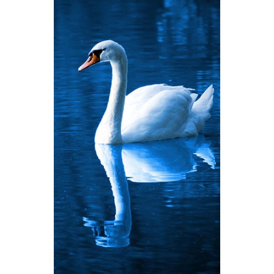 Fototapetas Gulbė ryte 160x270 cm