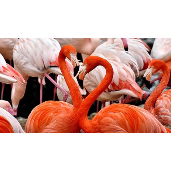 Fototapetas Flamingai 480x270 cm