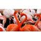 Fototapetas Flamingai 480x270 cm