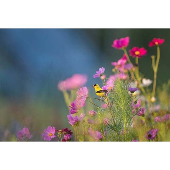 Fototapetas Paukščiukas ant lauko gėlės 400x270 cm