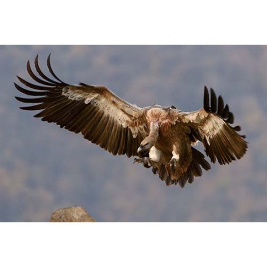 Fototapetas Erelis danguje 400x270 cm