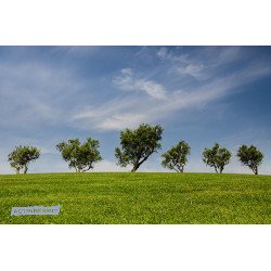 Fototapetas Penki medžiai pievos viršūnėje 400x270 cm