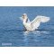 Fototapetas Gulbė vandenyje 360x270 cm