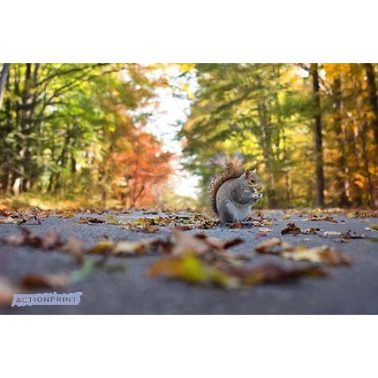 Fototapetas Voverė  400x270 cm 