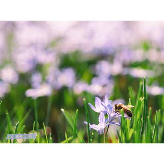 Fototapetas Žaliuojanti pieva, 360x270 cm