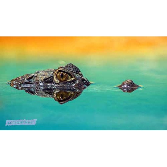 Fototapetas Amfibija, 480x270 cm