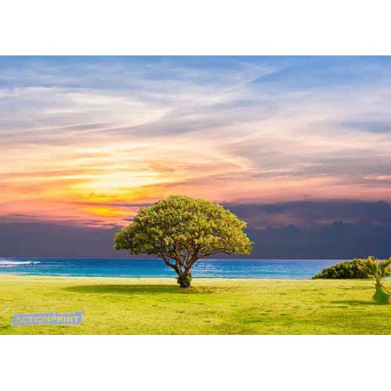 Fototapetas Medis pievoje, 360x270 cm