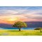 Fototapetas Medis pievoje, 360x270 cm