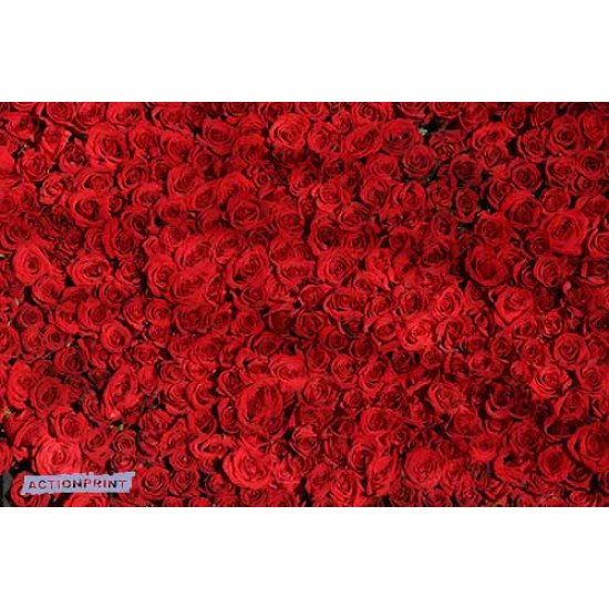 Fototapetas Rožių jūra, 400x270 cm