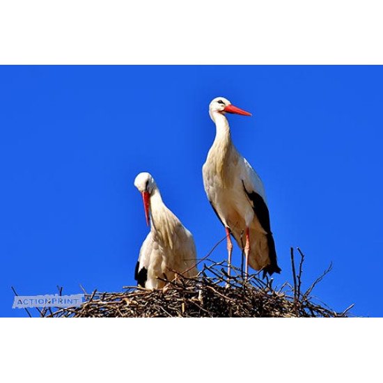 Fototapetas Gandrai lizde