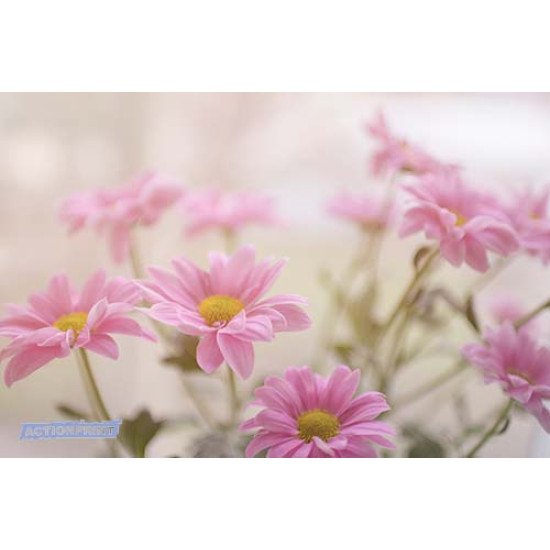 Fototapetas Rausva gėlių puokštė