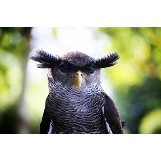Fototapetas Paukščio portretas