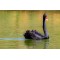 Fototapetas Juodoji gulbė ežere
