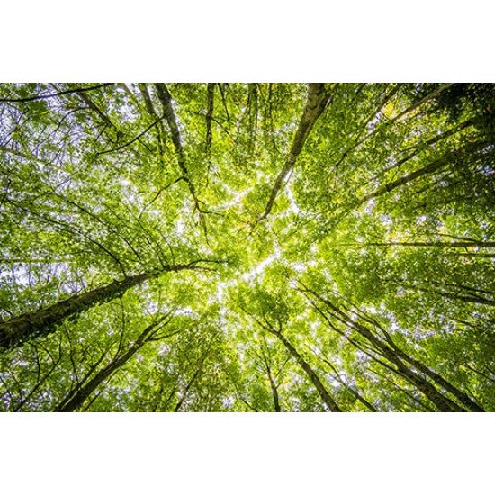 Fototapetas Medžių viršūnės