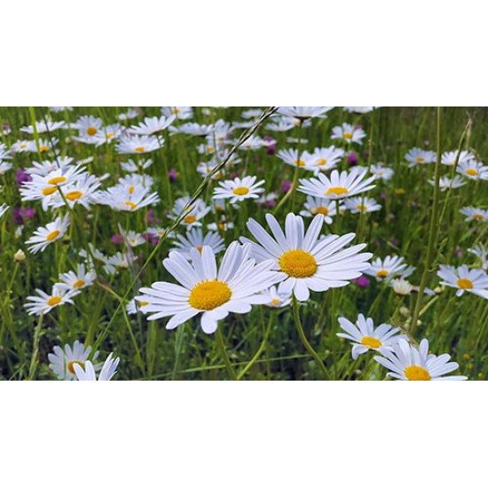 Fototapetas Saulutės žolės lauke