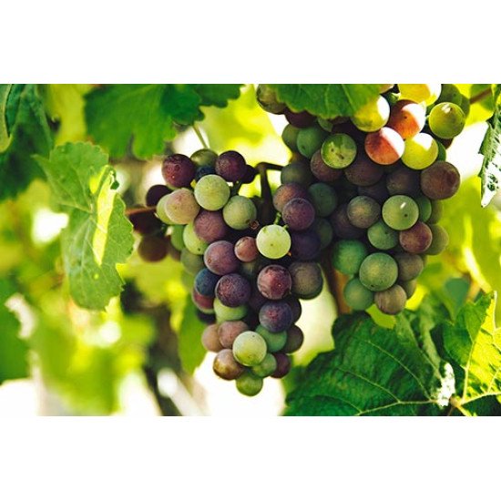 Fototapetas Vynuogių kekė