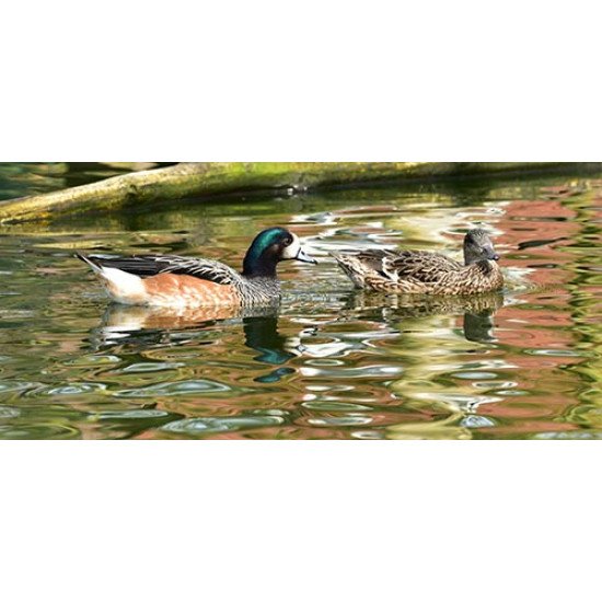 Fototapetas Tvenkinio antys