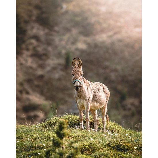 Fototapetas Asilas ant kalno