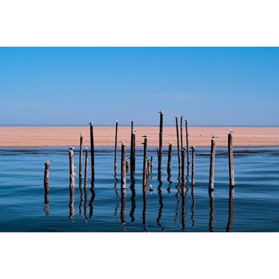 Fototapetas Paukščiai prie jūros pakrantės