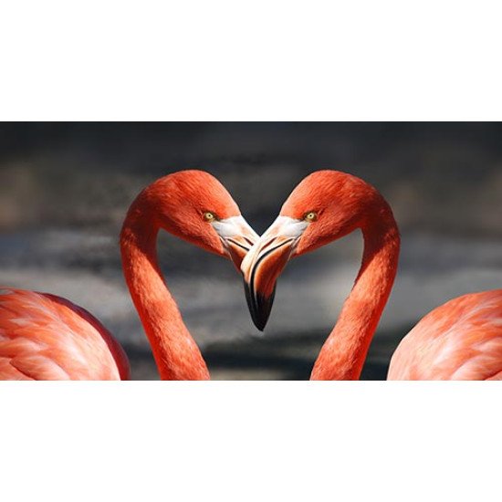 Fototapetas Flamingai širdies formoje