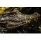 Fototapetas Aligatoriaus dantys