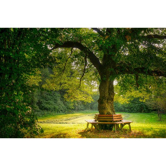 Fototapetas Medis apsuptas suoliuku