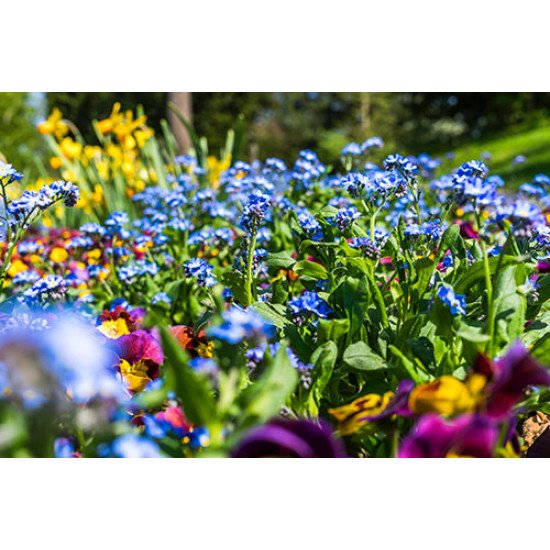 Fototapetas Žydintintis gėlių sodelis