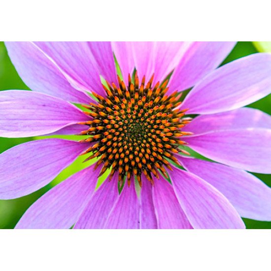 Fototapetas Žydinti ežiuolės gėlė