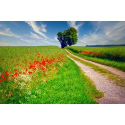 Fototapetas Žydinčių gėlių pieva