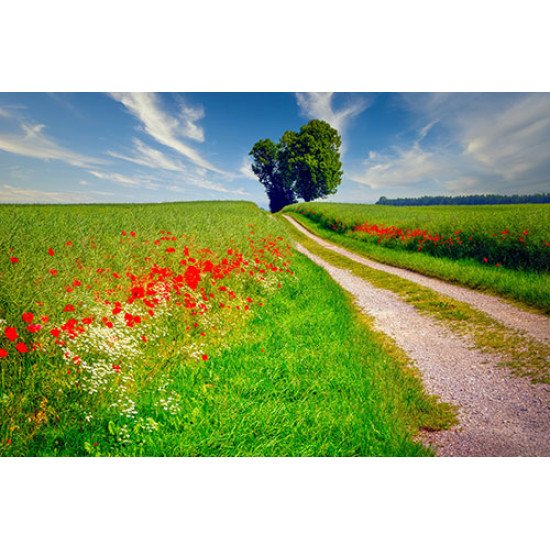 Fototapetas Žydinčių gėlių pieva