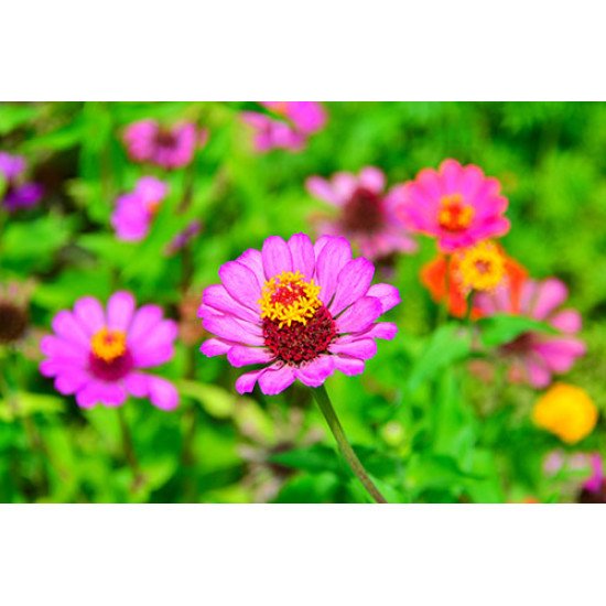 Fototapetas Vasaros laukinės gėlės