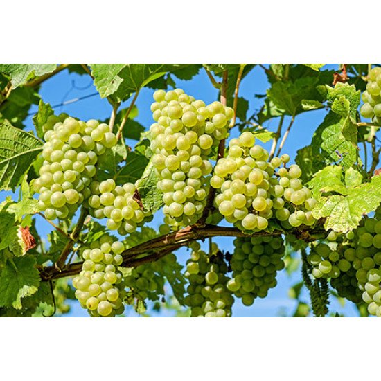 Fototapetas Žaliųjų vynuogių kekės