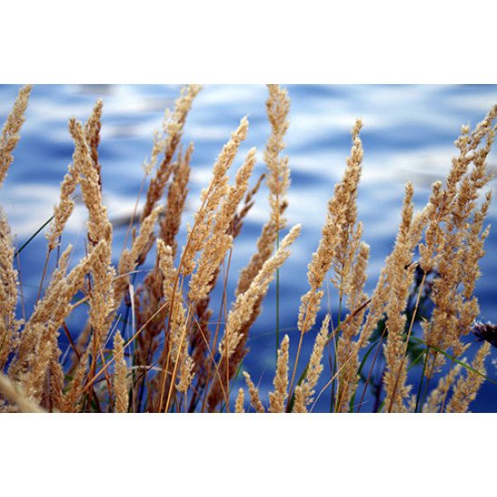 Fototapetas Žolė prie vandens