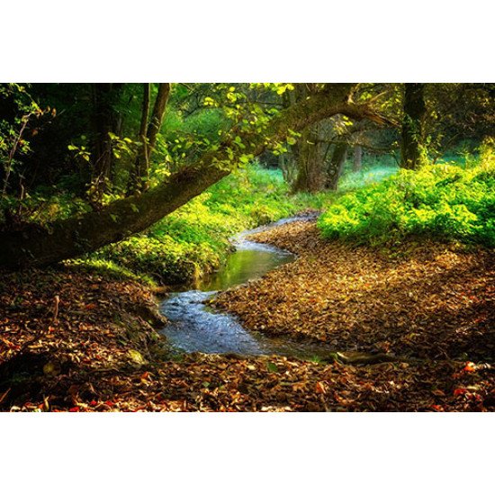 Fototapetas Vandens šaltinėlis miške