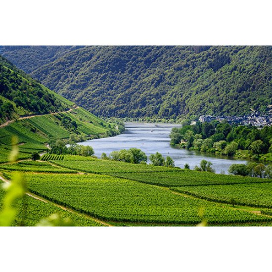 Fototapetai Vyna auginantis regionas