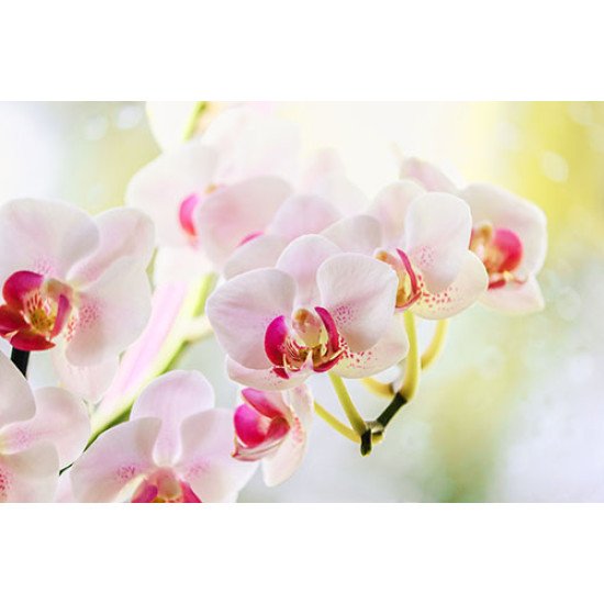 Fototapetai Orchidėjos balti žiedai