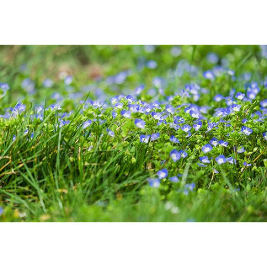 Fototapetai Gėlių veronica persica laukas