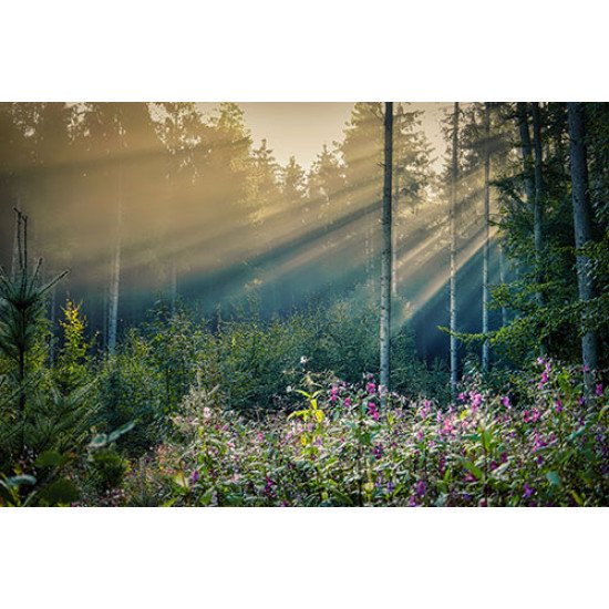 Fototapetai Saulės spinduliai miške
