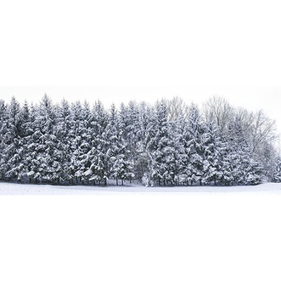 Fototapetai Apsnigtas miškas