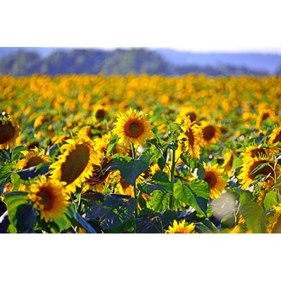 Fototapetai Agrokultūrinis saulėgrąžų laukas