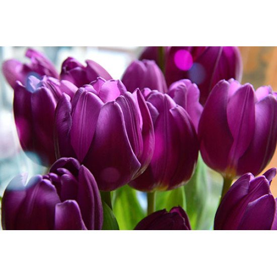 Fototapetai Violetinės tulpės