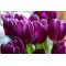 Fototapetai Violetinės tulpės