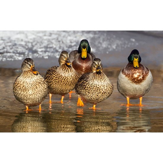 Fototapetai Antys vandenyje