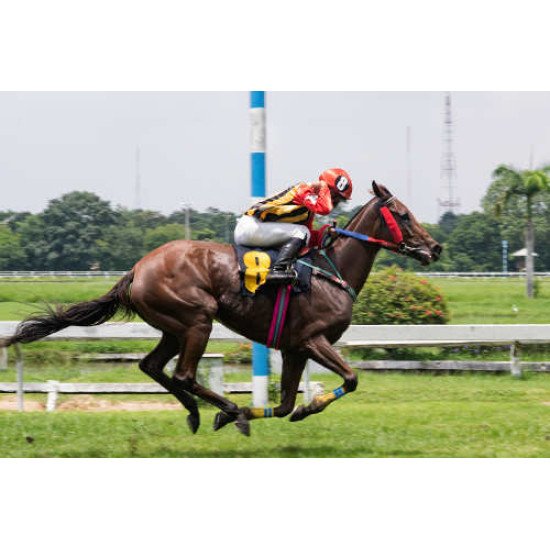 Fototapetai Žirgai - 032