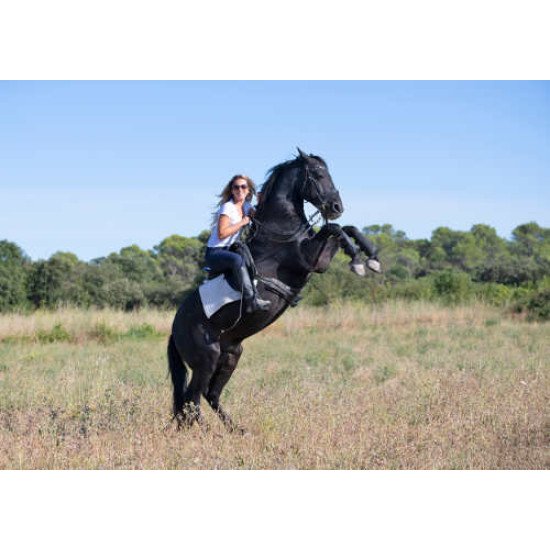 Fototapetai Žirgai - 035